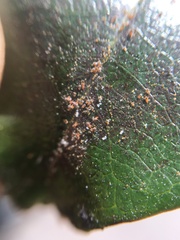 Acariformes