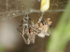 Cyrtophora citricola
