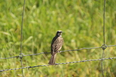 Gliciphila melanops