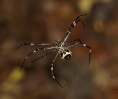 Argiope argentata
