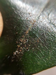 Acariformes