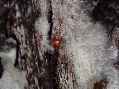 Pselaphinae