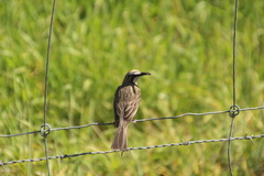 Gliciphila melanops
