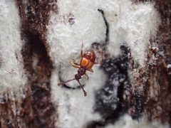 Pselaphinae