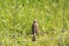 Gliciphila melanops