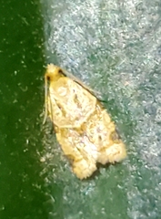 Clepsis peritana
