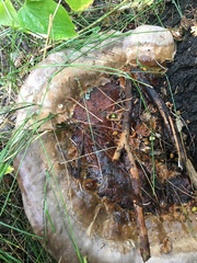 Ganoderma applanatum
