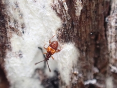 Pselaphinae