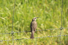 Gliciphila melanops