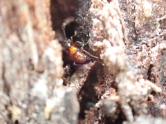 Pselaphinae