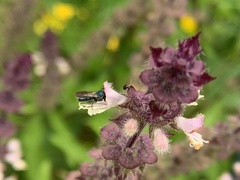 Ceratina unimaculata