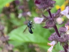 Ceratina unimaculata