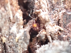 Pselaphinae