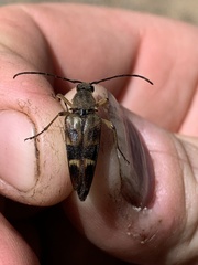 Etorofus obliteratus