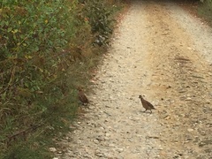 Colinus virginianus