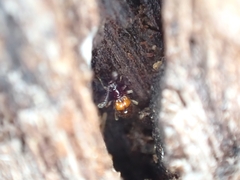 Pselaphinae