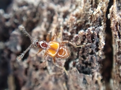 Pselaphinae