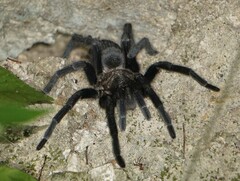 Aphonopelma