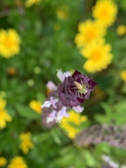 Oxyopes