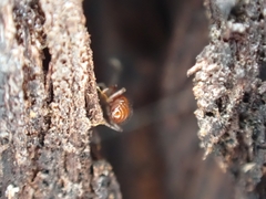 Pselaphinae