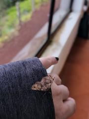 Metalectra quadrisignata