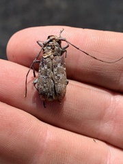 Monochamus obtusus