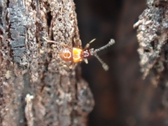 Pselaphinae