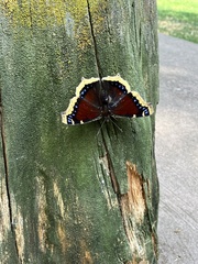 Nymphalis