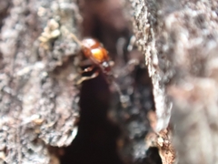 Pselaphinae