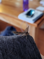 Metalectra quadrisignata