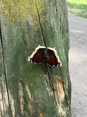 Nymphalis