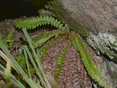Polystichum lonchitis