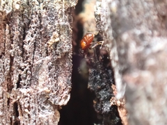 Pselaphinae