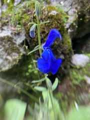 Salvia patens