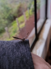 Metalectra quadrisignata