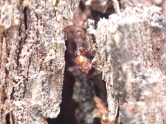 Pselaphinae