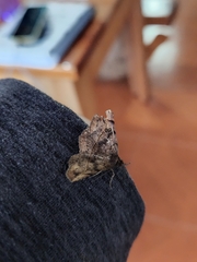 Metalectra quadrisignata