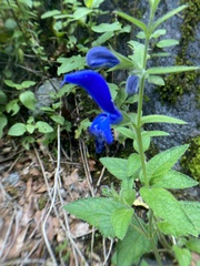 Salvia patens