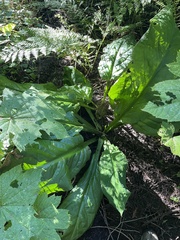 Lysichiton americanus