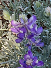 Lupinus albifrons