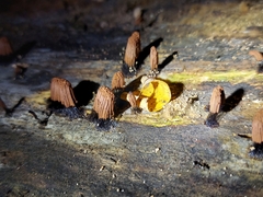 Stemonitis axifera