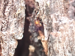 Pselaphinae