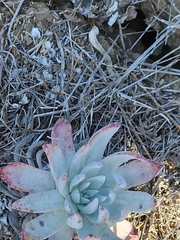 Dudleya