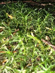 Atrichum undulatum