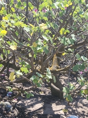 Malva assurgentiflora