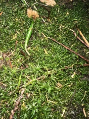 Atrichum undulatum
