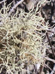 Usnea hirta