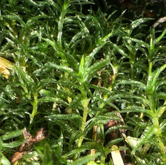 Atrichum undulatum
