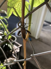 Physomerus grossipes