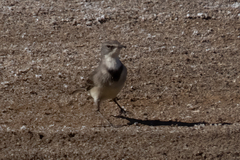 Motacilla capensis capensis